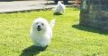 ð¥PEDIGREE IRISH KENNEL CLUB REG’D BICHON FRISE