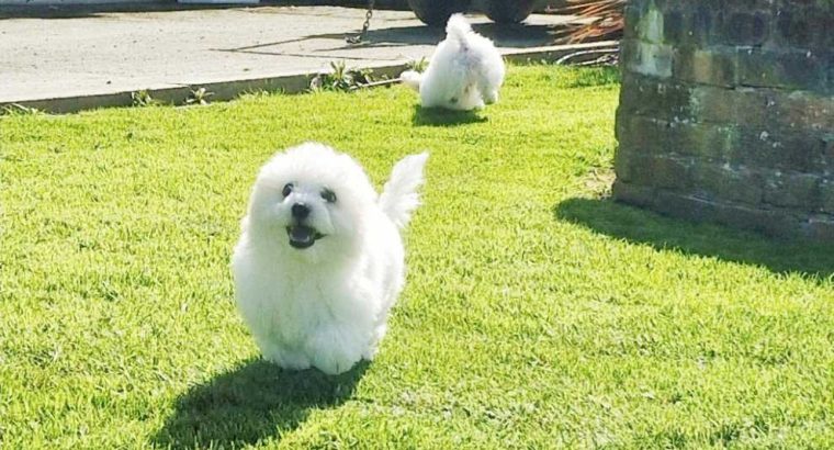 ð¥PEDIGREE IRISH KENNEL CLUB REG’D BICHON FRISE