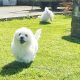 ð¥PEDIGREE IRISH KENNEL CLUB REG’D BICHON FRISE