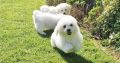 ð¥PEDIGREE IRISH KENNEL CLUB REG’D BICHON FRISE