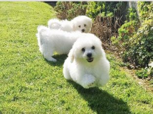 ð¥PEDIGREE IRISH KENNEL CLUB REG’D BICHON FRISE