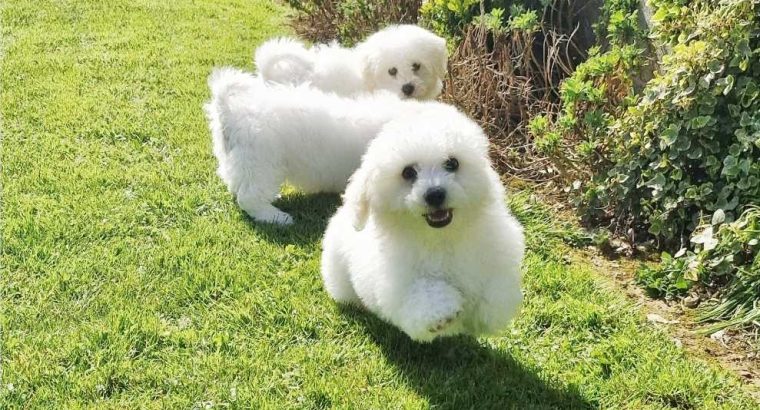 ð¥PEDIGREE IRISH KENNEL CLUB REG’D BICHON FRISE