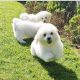 ð¥PEDIGREE IRISH KENNEL CLUB REG’D BICHON FRISE