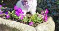 ð¥PEDIGREE IRISH KENNEL CLUB REG’D BICHON FRISE