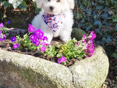 Bichon Frise Puppies for Sale in Wexford