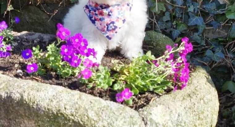ð¥PEDIGREE IRISH KENNEL CLUB REG’D BICHON FRISE