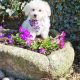 ð¥PEDIGREE IRISH KENNEL CLUB REG’D BICHON FRISE