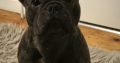 Stunning French Bulldog Pure breed puppies