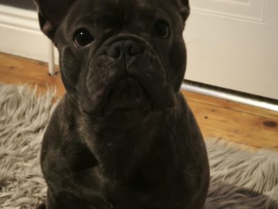 Stunning French Bulldog Pure breed puppies