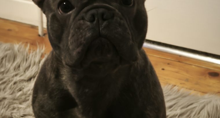 Stunning French Bulldog Pure breed puppies