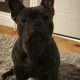 Stunning French Bulldog Pure breed puppies