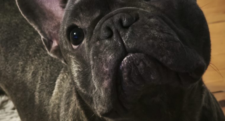 Stunning French Bulldog Pure breed puppies