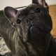 Stunning French Bulldog Pure breed puppies