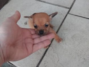 Jack Russell puppies