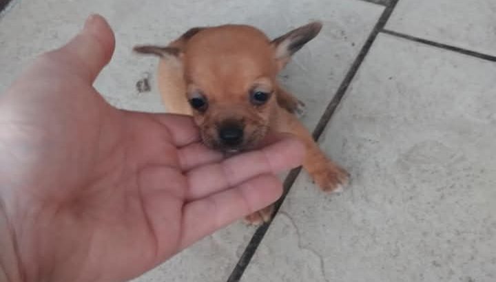 Jack Russell puppies