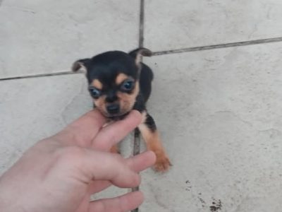 Jack Russell puppies