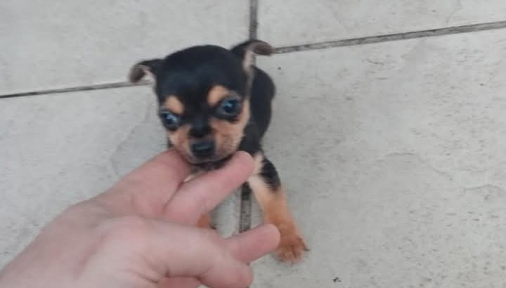 Jack Russell puppies