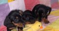 Miniature Dachshund in Swords – Great with Kids