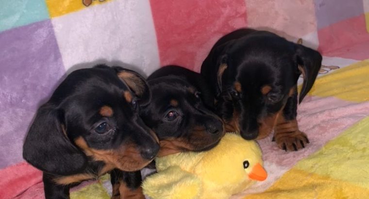 Miniature Dachshund in Swords – Great with Kids