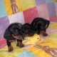 Miniature Dachshund in Swords – Great with Kids
