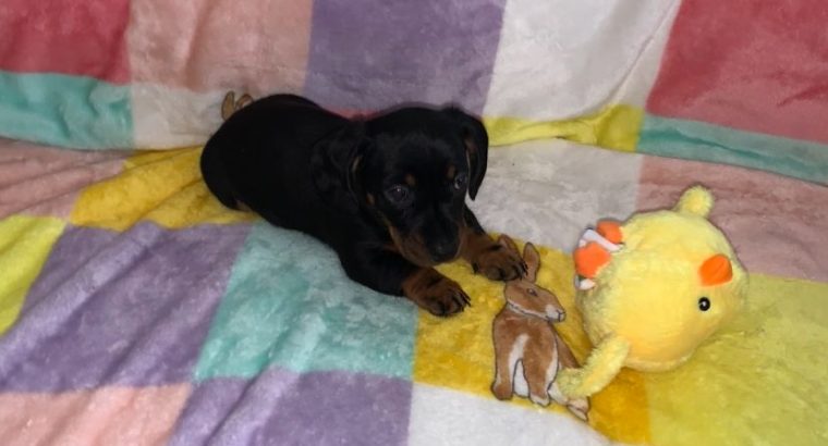 Miniature Dachshund in Swords – Great with Kids