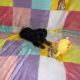 Miniature Dachshund in Swords – Great with Kids