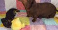 Miniature Dachshund in Swords – Great with Kids