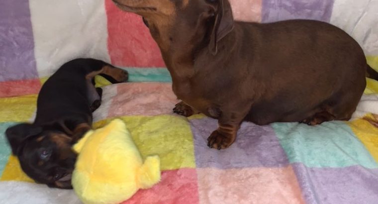 Miniature Dachshund in Swords – Great with Kids