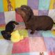 Miniature Dachshund in Swords – Great with Kids