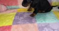 Miniature Dachshund in Swords – Great with Kids