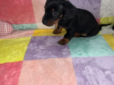 Miniature Dachshund in Swords – Great with Kids
