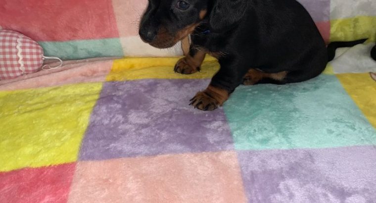 Miniature Dachshund in Swords – Great with Kids