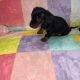 Miniature Dachshund in Swords – Great with Kids