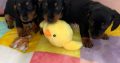 Miniature Dachshund in Swords – Great with Kids