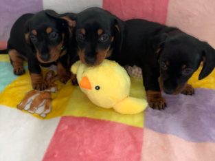 miniature dachshund’s