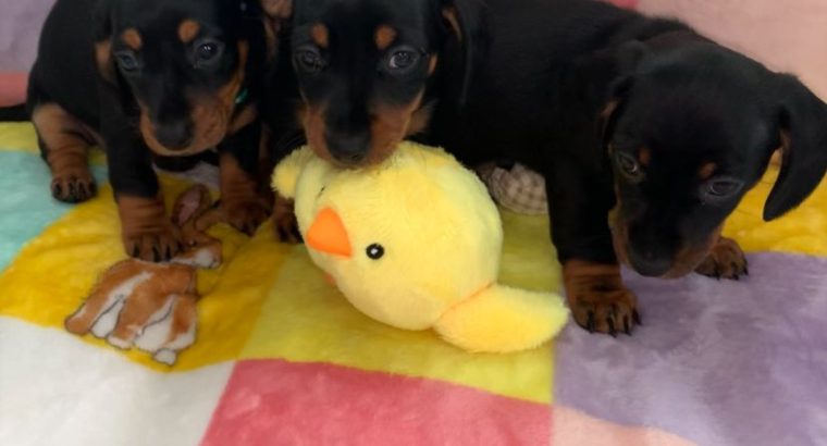 Miniature Dachshund in Swords – Great with Kids