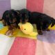 Miniature Dachshund in Swords – Great with Kids
