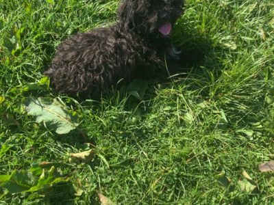 Poodle