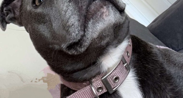 Pure bread staffy female