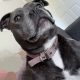 Pure bread staffy female