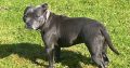 Pure bread staffy female