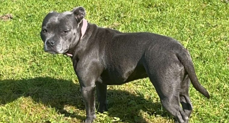 Pure bread staffy female