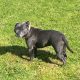 Pure bread staffy female