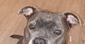 Pure bread staffy female