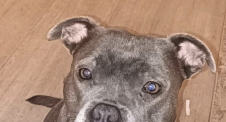 Pure bread staffy female