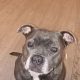 Pure bread staffy female