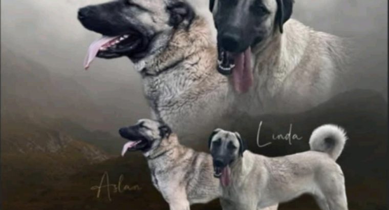 Turkish Kangal Shepherd