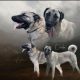 Turkish Kangal Shepherd