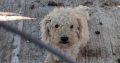 Bichon Frise Puppies for Sale in Tynock