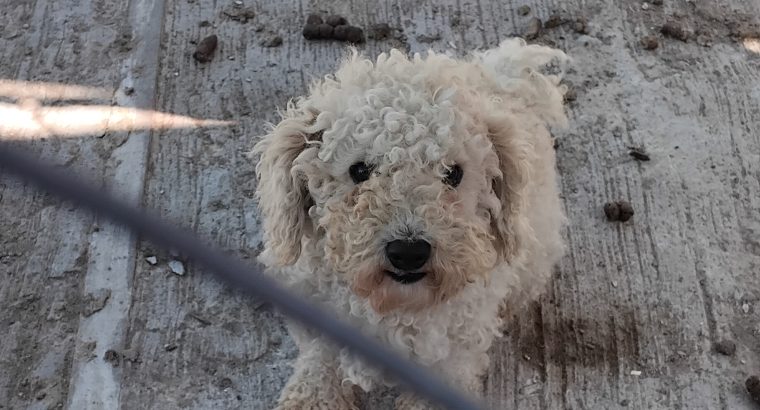 Bichon Frise Puppies for Sale in Tynock